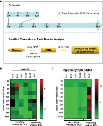 Fast DNA Vaccination Strategy Elicits a Stronger Immune Response Dependent on CD8+CD11c+ Cell Accumulation